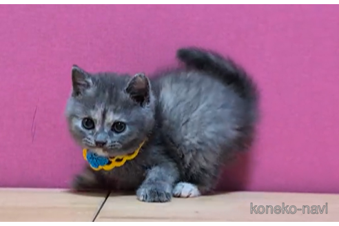 成約済の東京都のマンチカン-101305の4枚目